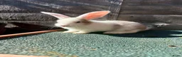 Giant Papillon rabbits for sale: continental giant , minilop , netherland draft - Advert 13