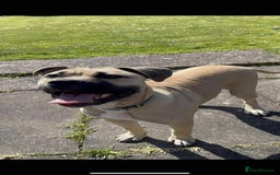 Mixed Breed dogs for sale: Meet scooby - Image 7