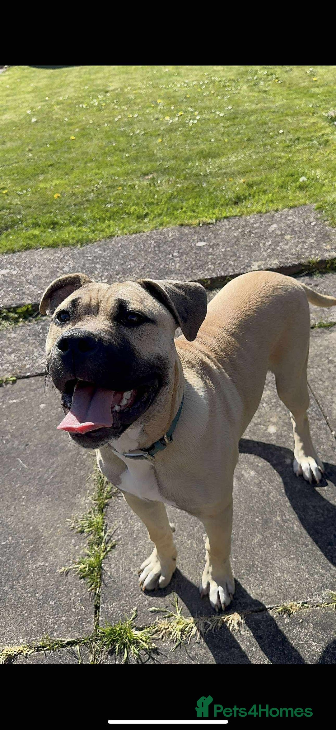 Mixed Breed dogs for sale: Meet scooby - Image 7