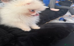 Pomeranian dogs for sale: Pomeranian boy puppy - Advert 2