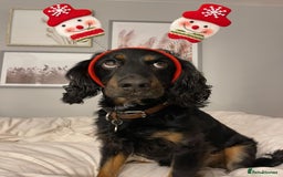 Cockapoo dogs for sale: Reggie Looking For A New Home  6 yr old Cockerpoo  - Image 6