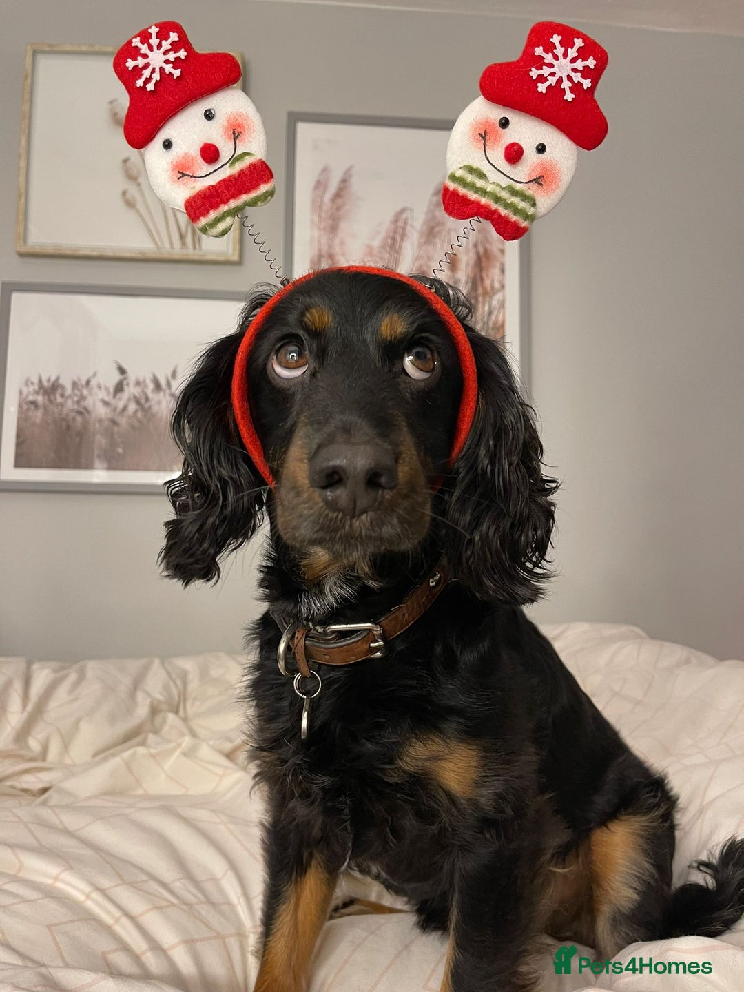 Cockapoo dogs for sale: Reggie Looking For A New Home  6 yr old Cockerpoo  - Image 6