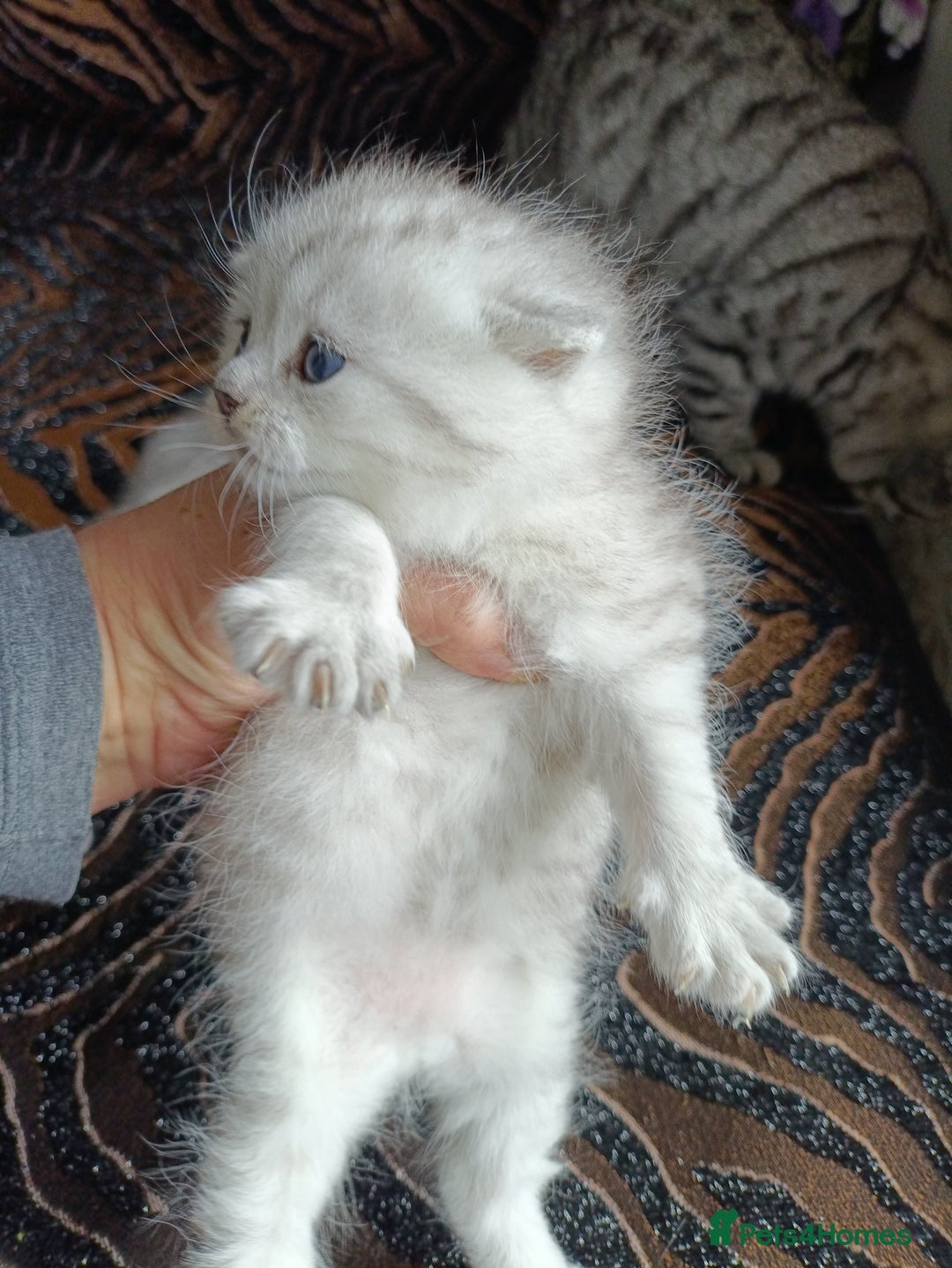 British Shorthair cats for sale: Chunky kittens for sale  - Advert 9