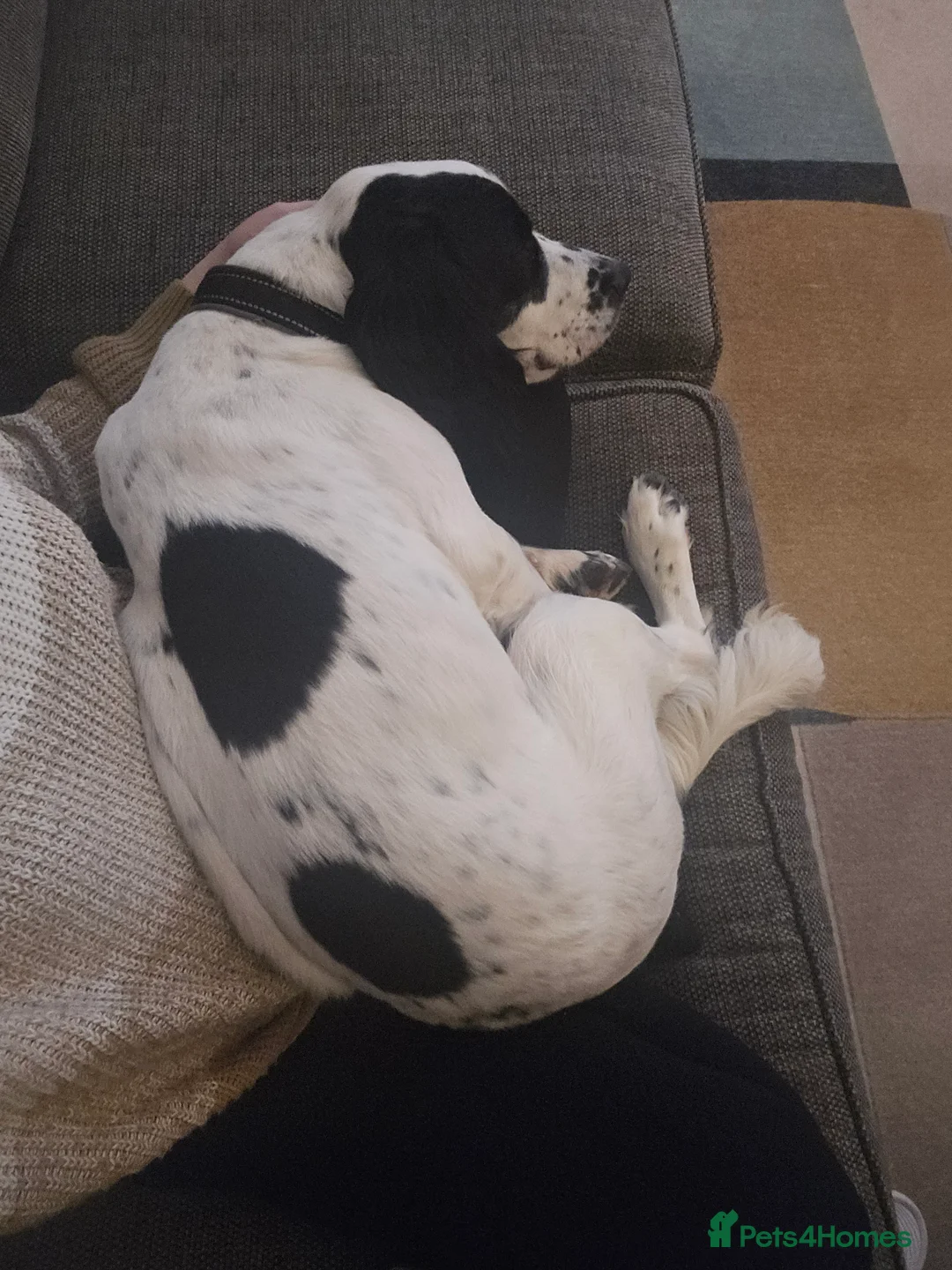 English Springer Spaniel dogs for sale: MEET ARLO (English Springer) 2 years old - Advert 8