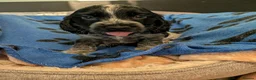 Cocker Spaniel dogs for sale: KC Show Cocker Spaniel Pups Health Tested Parents - Advert 29