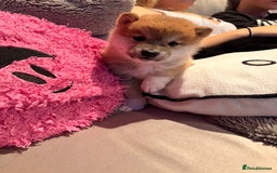 Japanese Shiba Inu dogs for sale: Health Tested Japanese Shiba Inu Puppies  - Image 14