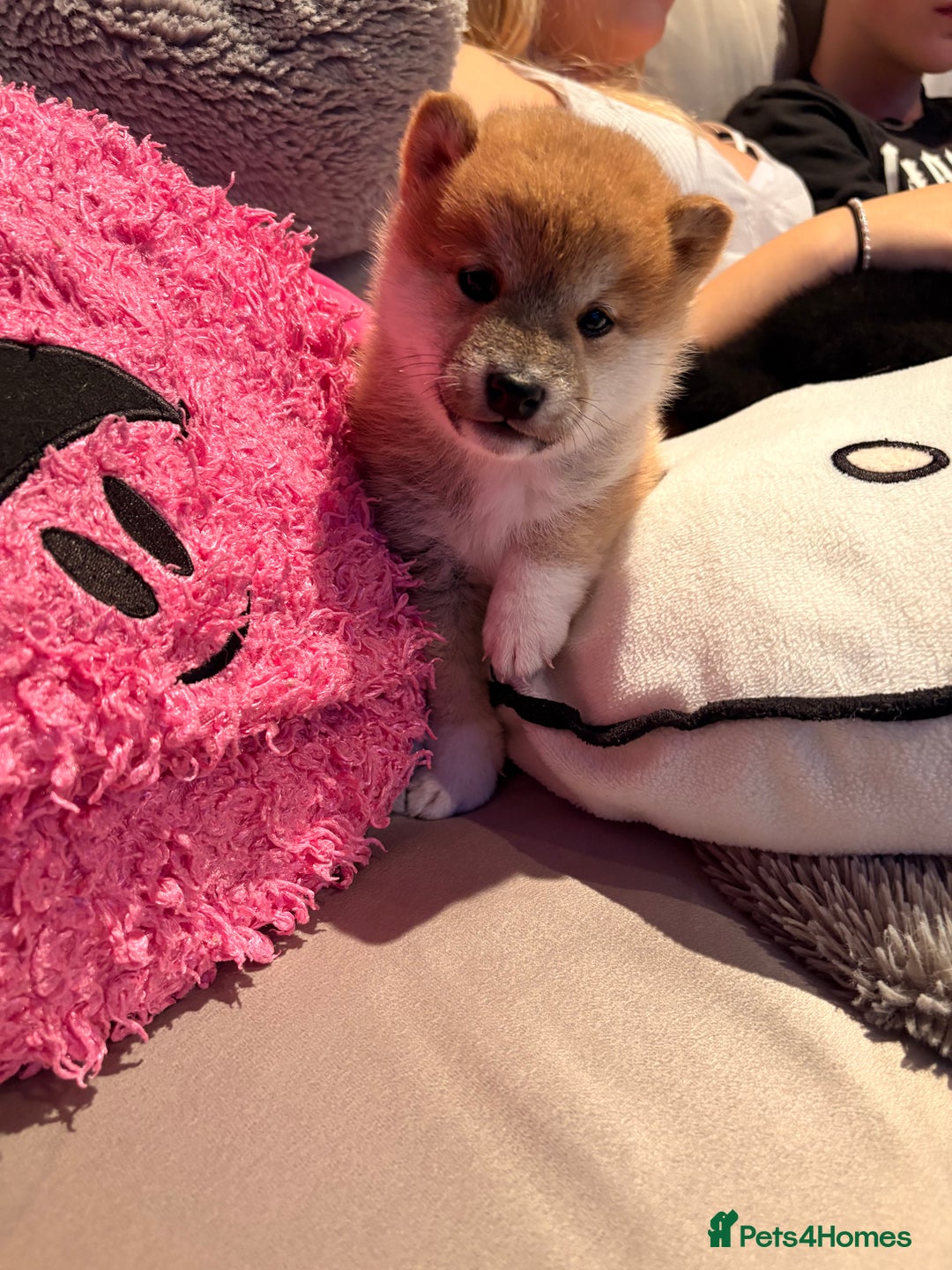 Japanese Shiba Inu dogs for sale: Health Tested Japanese Shiba Inu Puppies  - Image 14