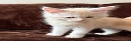 Maine Coon cats for sale: Maine Coon Cross Kittens  - Advert 11