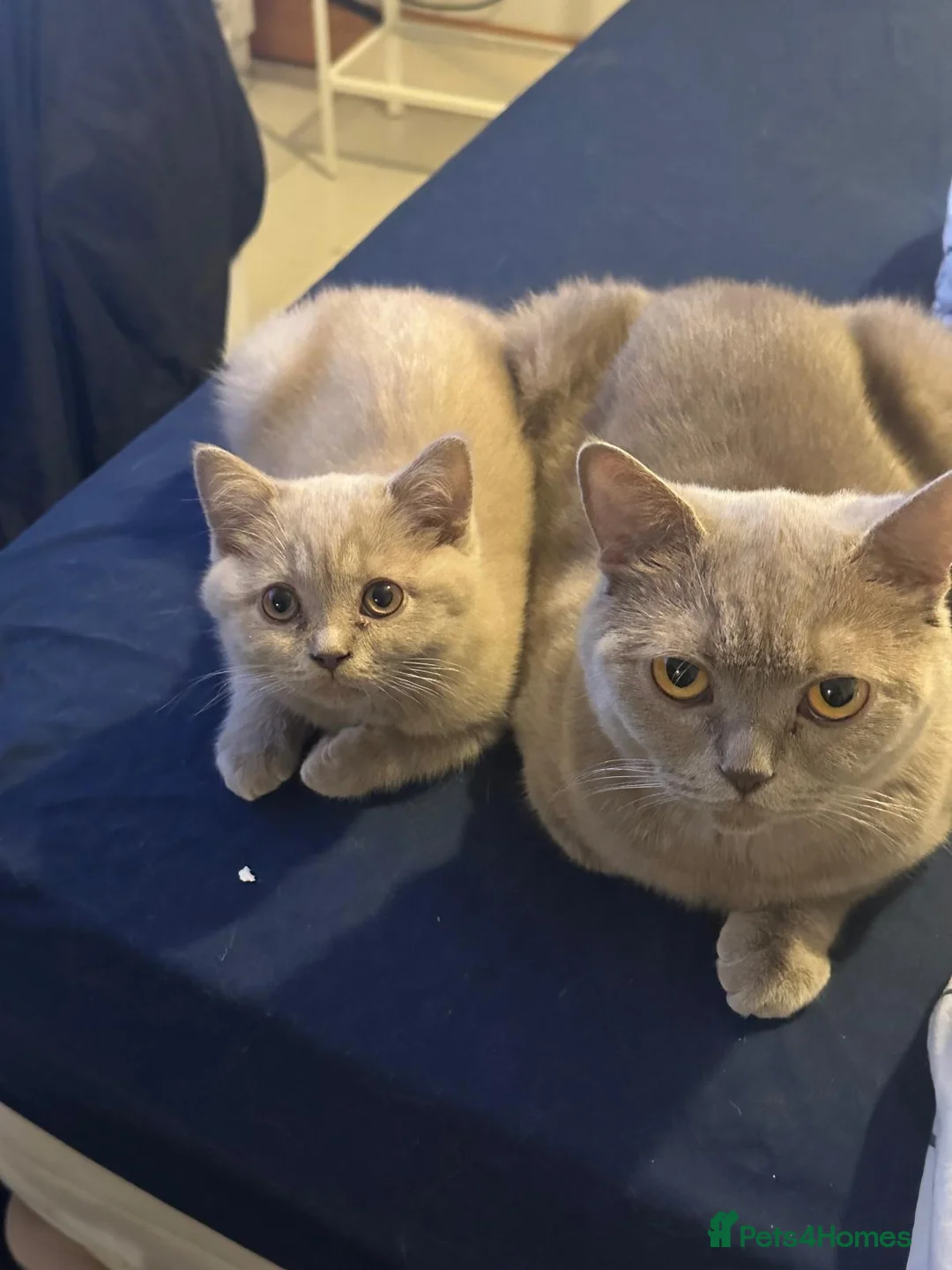 British Shorthair cats for sale: Beautiful British Shorthair Cats for Sale  in Ashton-under-Lyne - Advert 3