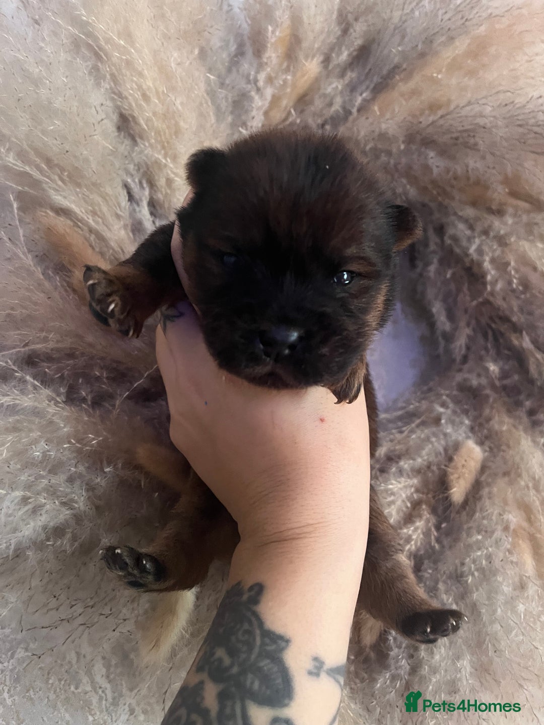 Chow Chow dogs for sale: Chow chow pups - Image 11