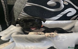 Mixed Breed dogs for sale: Puppy chugs 4 boys  - Image 30