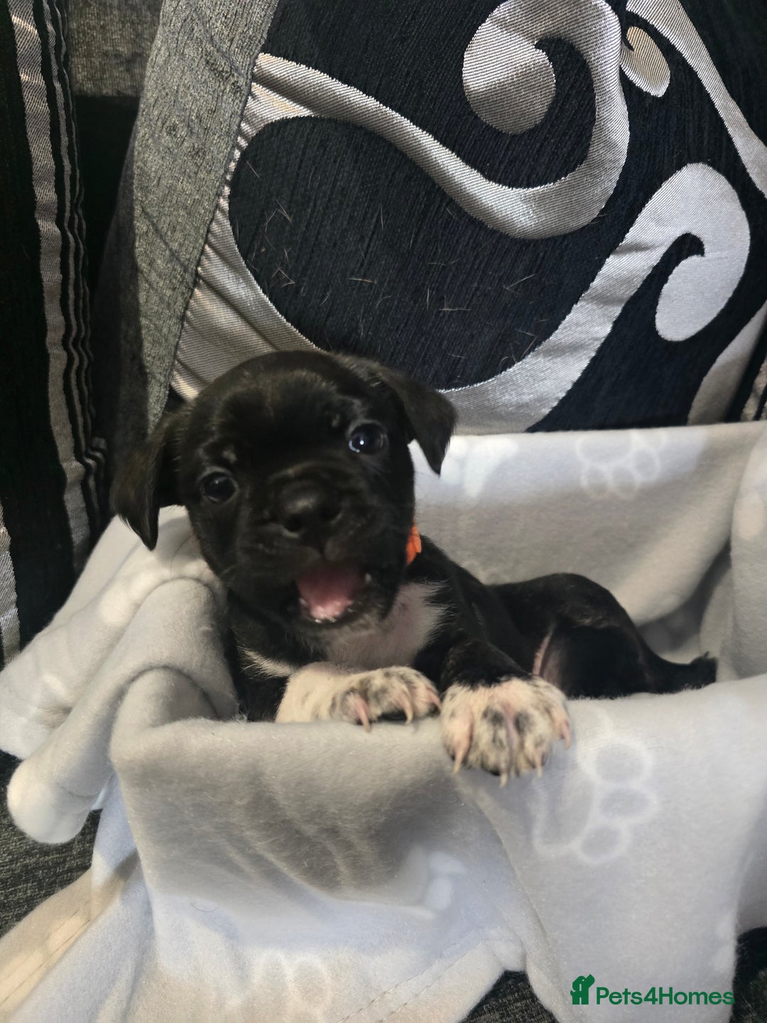 Mixed Breed dogs for sale: Puppy chugs 4 boys  - Image 30