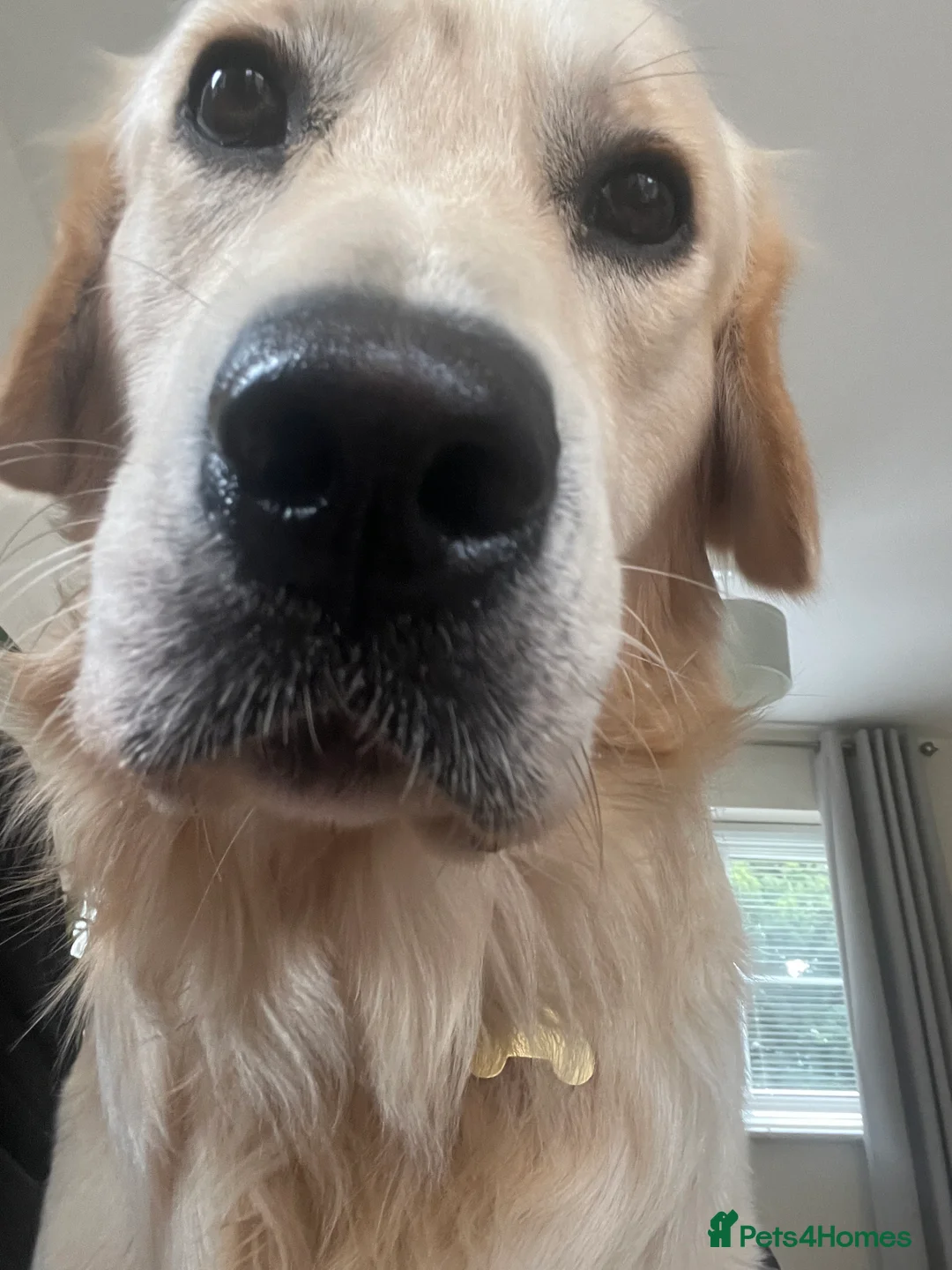 Golden Retriever dogs for stud: Milo - Golden Retriever for stud in Horsham - Advert 13