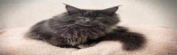 Maine Coon cats for sale: Black Smoke & Blue Smoke Maine Coon Kittens - Advert 9