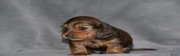 Miniature Dachshund dogs for sale: MINIATURE LONGHAIRED DACHSHUND BOY RUSSIAN LINE - Advert 4