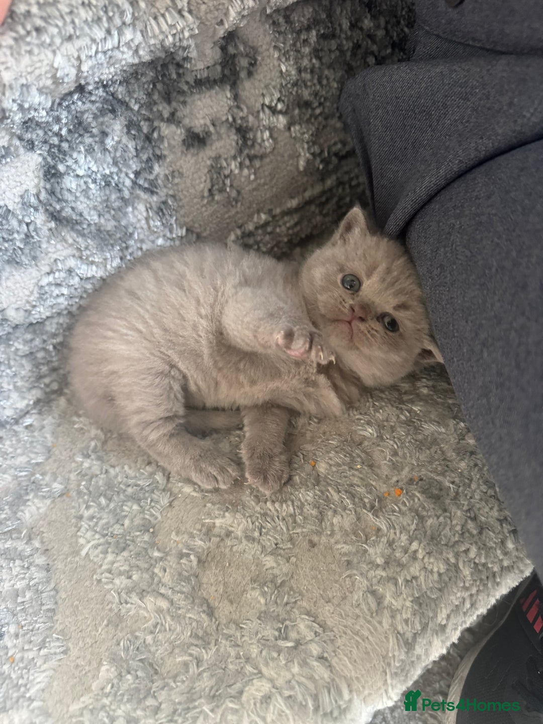 British Shorthair cats for sale: British Shorthair Girl - Image 4