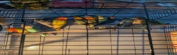 Lovebirds birds for sale: Hand Tamed Baby Love Birds🦜 in Ruislip - Advert 9