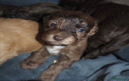 Cockapoo dogs for sale: Gorgeous cockerpoo  puppies for sale  - Image 3