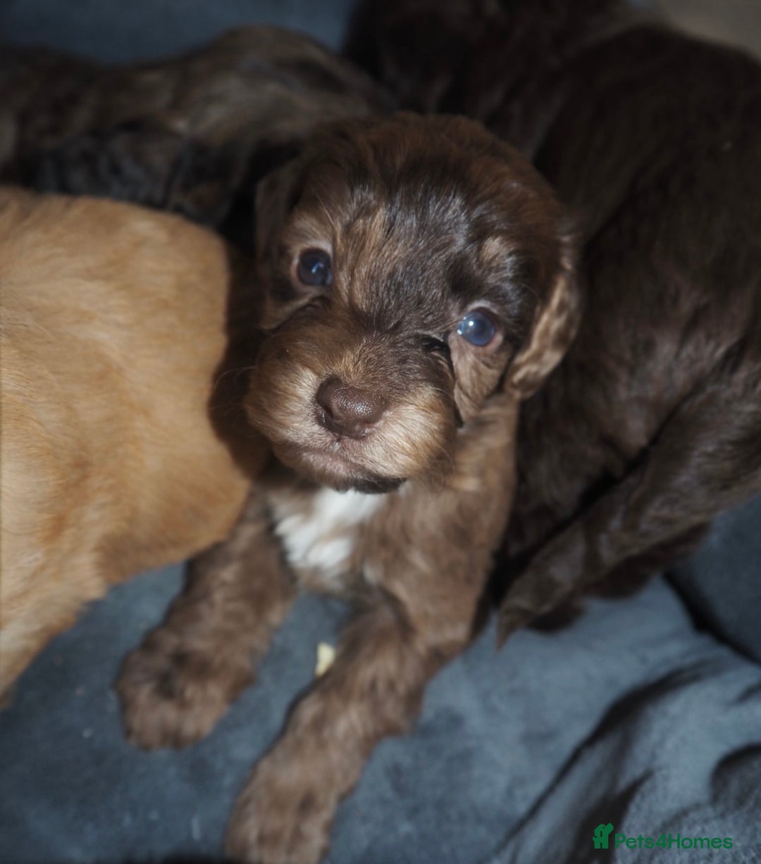 Cockapoo dogs for sale: Gorgeous cockerpoo  puppies for sale  - Image 3