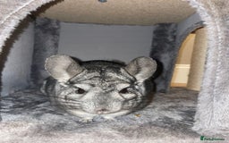 Chinchilla rodents for sale: Male neutered chinchilla - Image 1
