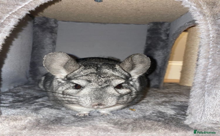 Chinchilla rodents - Advert 1