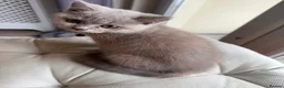 British Shorthair cats for sale: British Shorthair Kitten - Advert 14