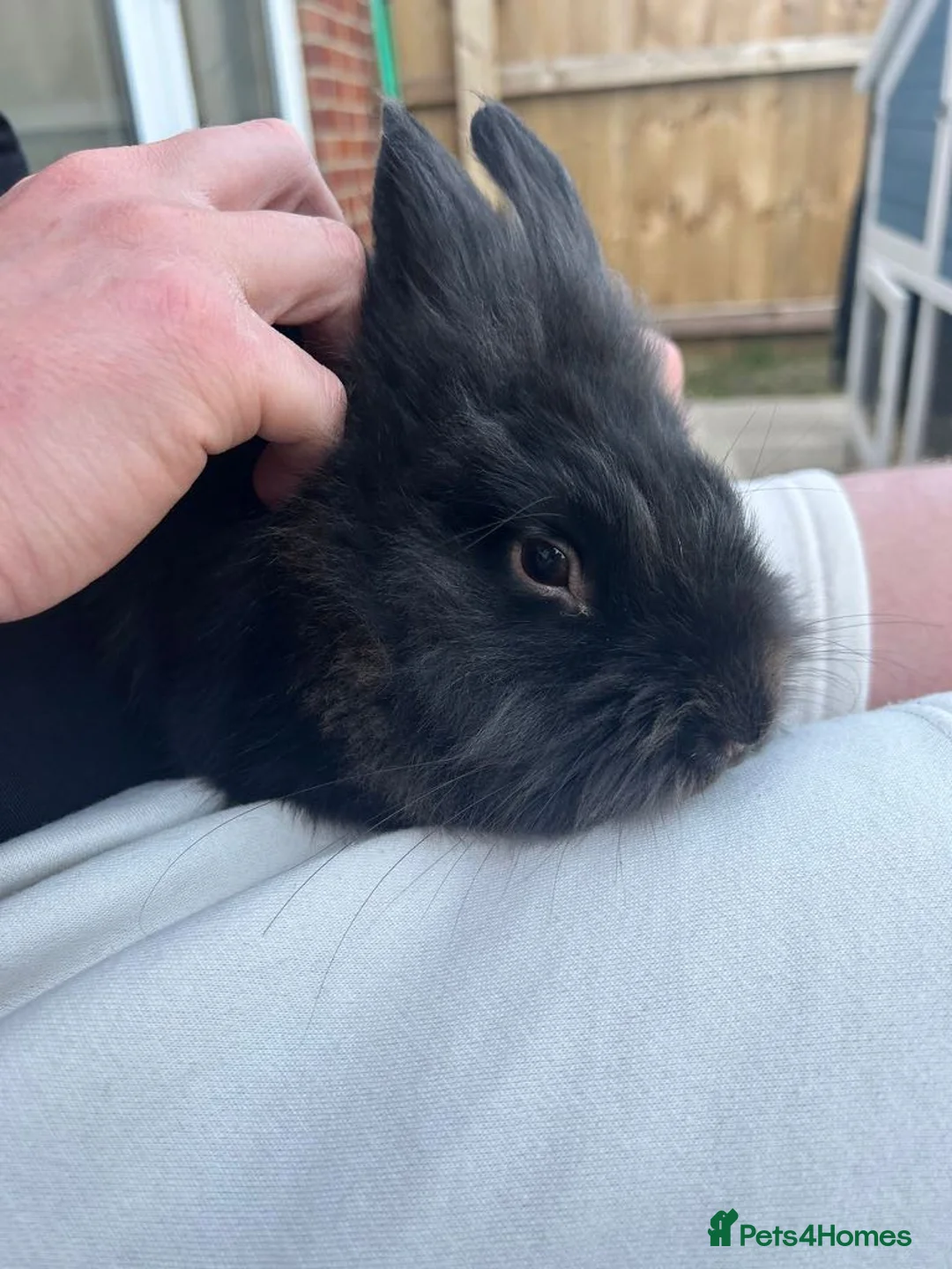 Lionhead rabbits for sale: Black lionhead male  - Advert 4