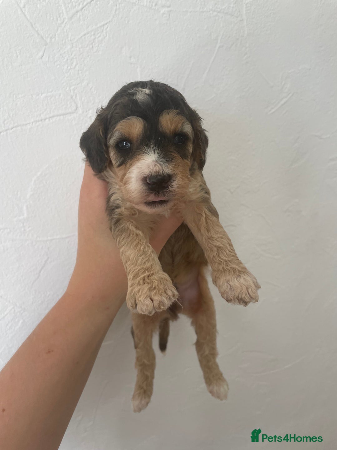 Cockapoo dogs for sale: ⭐️⭐️7 gorgeous toy cockapoo pups F1b ⭐️⭐️🧸 - Image 7