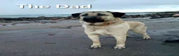 Turkish Kangal dogs for sale: LAST TURKISH KANGAL PUPPY! - Advert 6