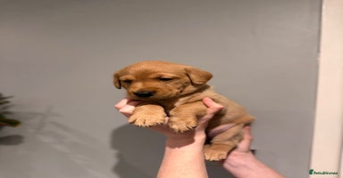 Labrador Retriever dogs - Advert 11