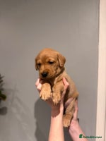 Labrador Retriever dogs - Advert 4