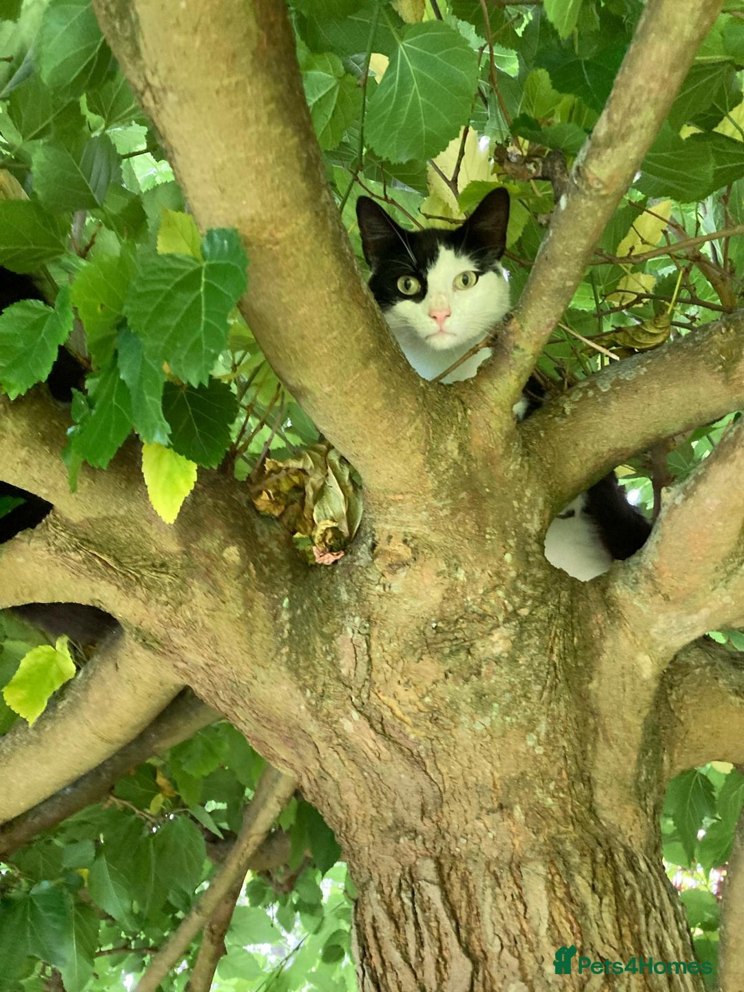 Domestic Shorthair cats for adoption: Bonded mum and son looking for a forever home  - Advert 5