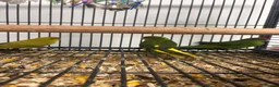 Parakeets birds for sale: Stunning Various Baby Green Kakarikis - Advert 3