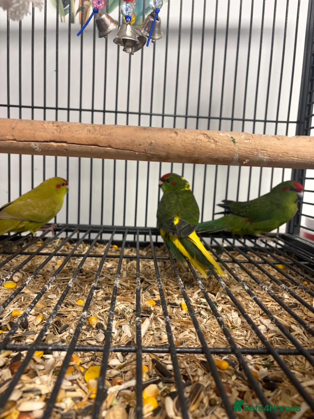 Parakeets birds for sale: Stunning Various Baby Green Kakarikis - Advert 3