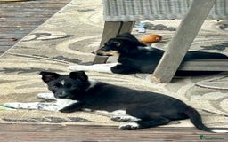 Border Collie dogs for sale: Boarder collie girl puppy - Image 14