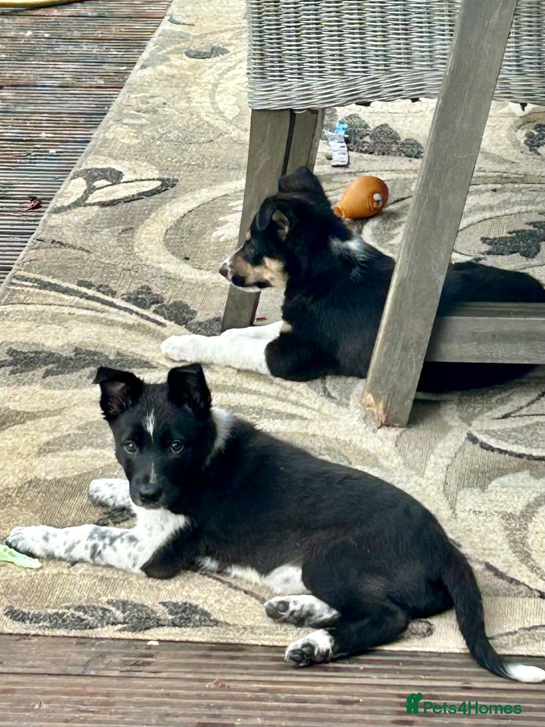 Border Collie dogs for sale: Boarder collie girl puppy - Image 14