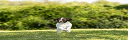 English Springer Spaniel dogs for sale: Fourth generation home bred puppies. in Whitchurch - Advert 14