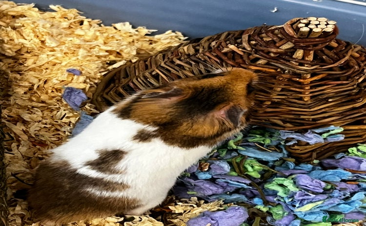 Hamster rodents - Advert 1