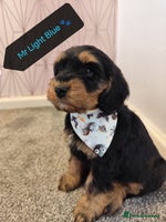 Cockapoo dogs - Advert 2