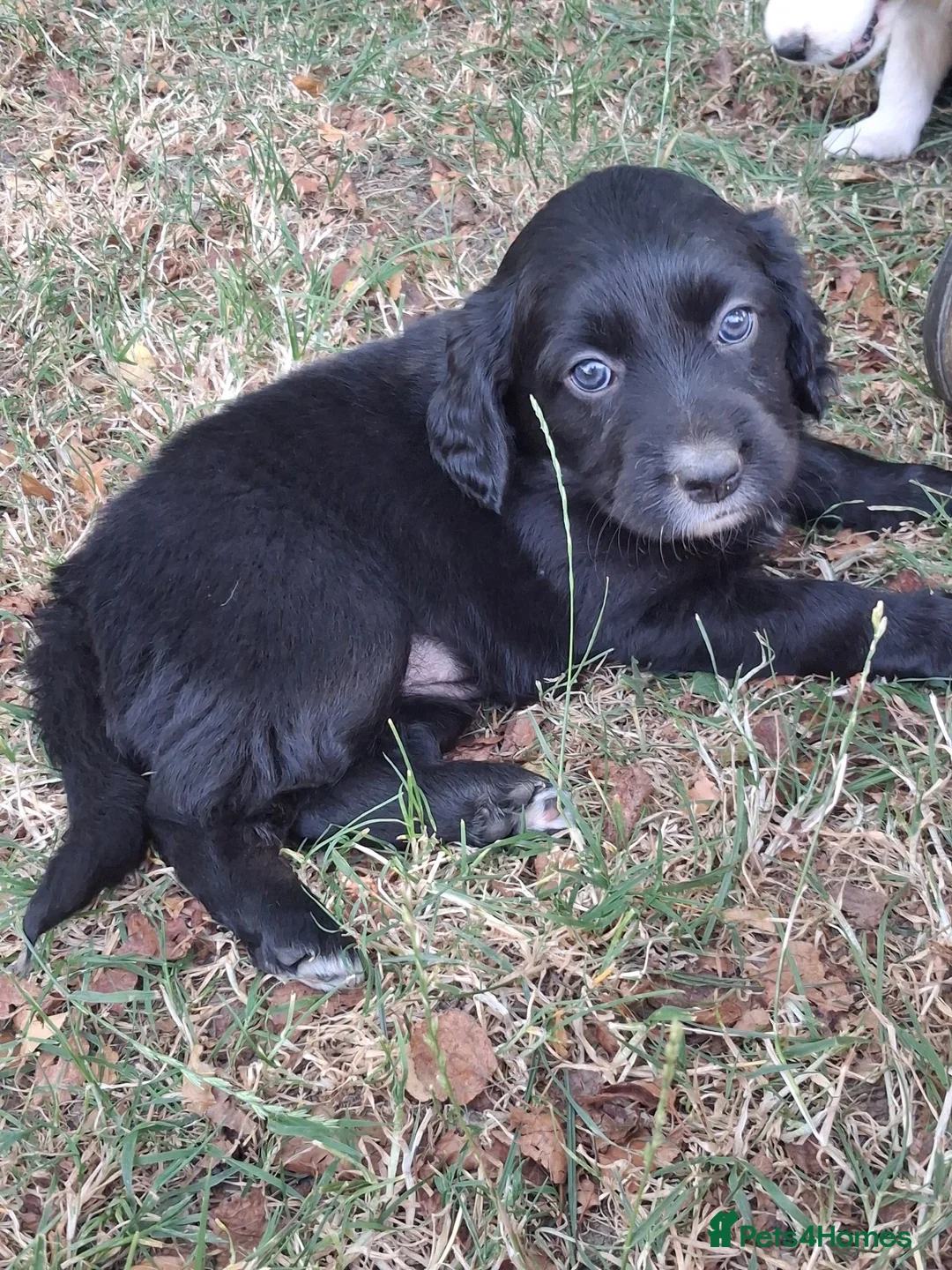 Mixed Breed dogs for sale: Beautiful Sprollies  - Advert 23