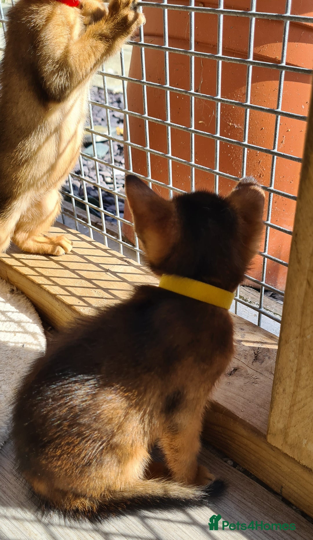 Abyssinian cats for sale: 5 abysinnian pedigree tica registered  - Image 10