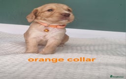 Cocker Spaniel dogs for sale: Beautiful cocker spaniel puppies - Image 35