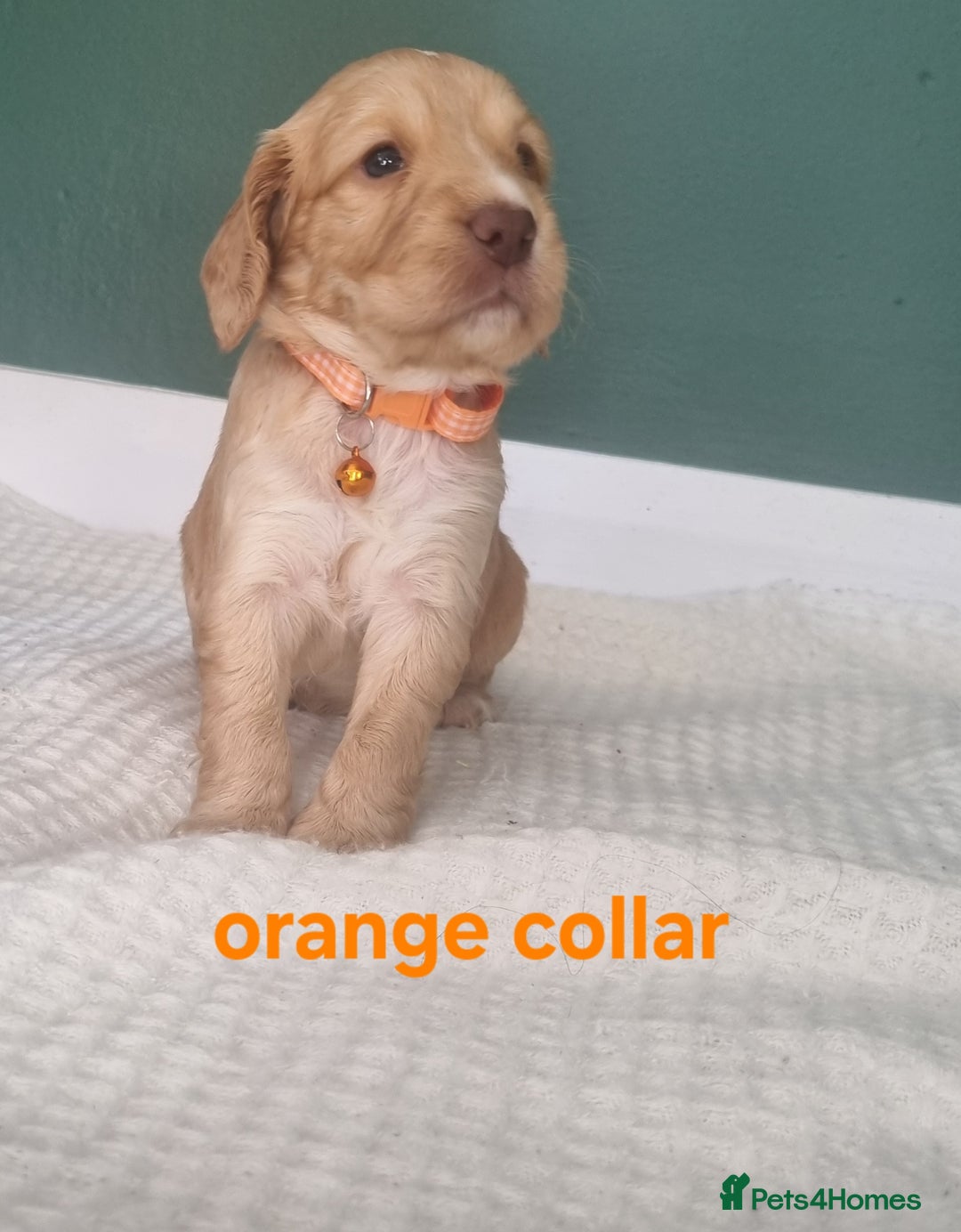 Cocker Spaniel dogs for sale: Beautiful cocker spaniel puppies - Image 35