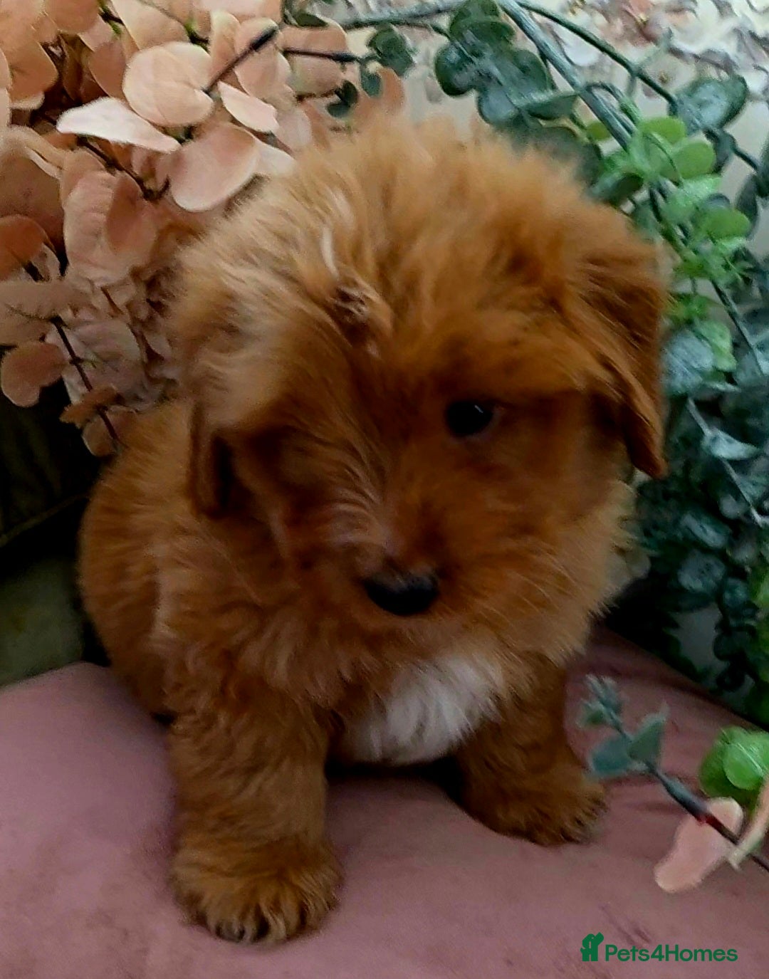 Mixed Breed dogs Maltipoo puppies  - Advert 2