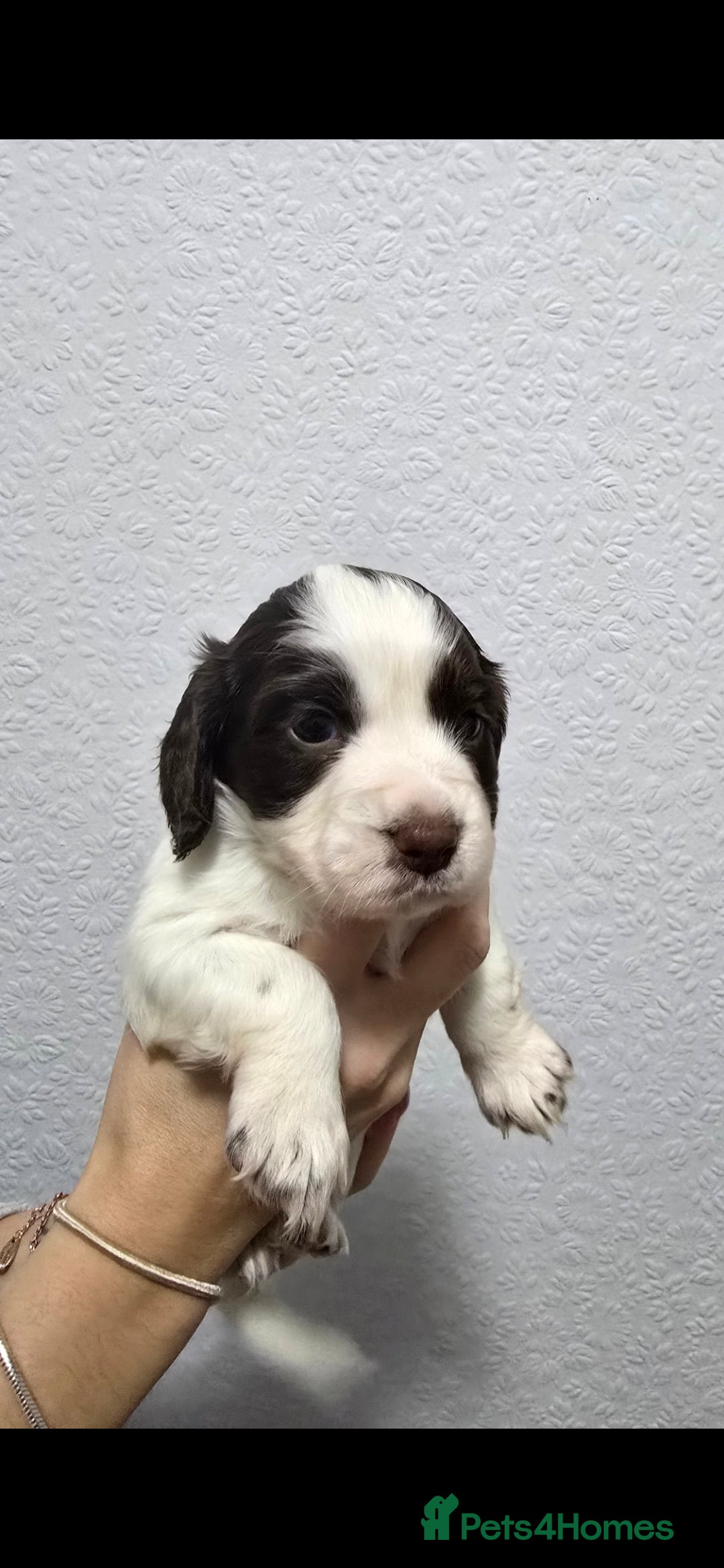 Cocker Spaniel dogs for sale: Stunning working cocker spaniel pups  - Advert 12