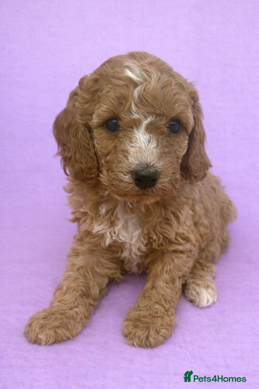 Cavapoo dogs Beautiful F1b Cavapoo's Health Tested Parents - Advert 1