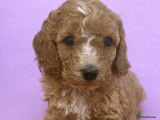 Cavapoo dogs Beautiful F1b Cavapoo's Health Tested Parents - Advert 6