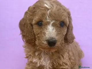Cavapoo dogs Beautiful F1b Cavapoo's Health Tested Parents - Advert 4
