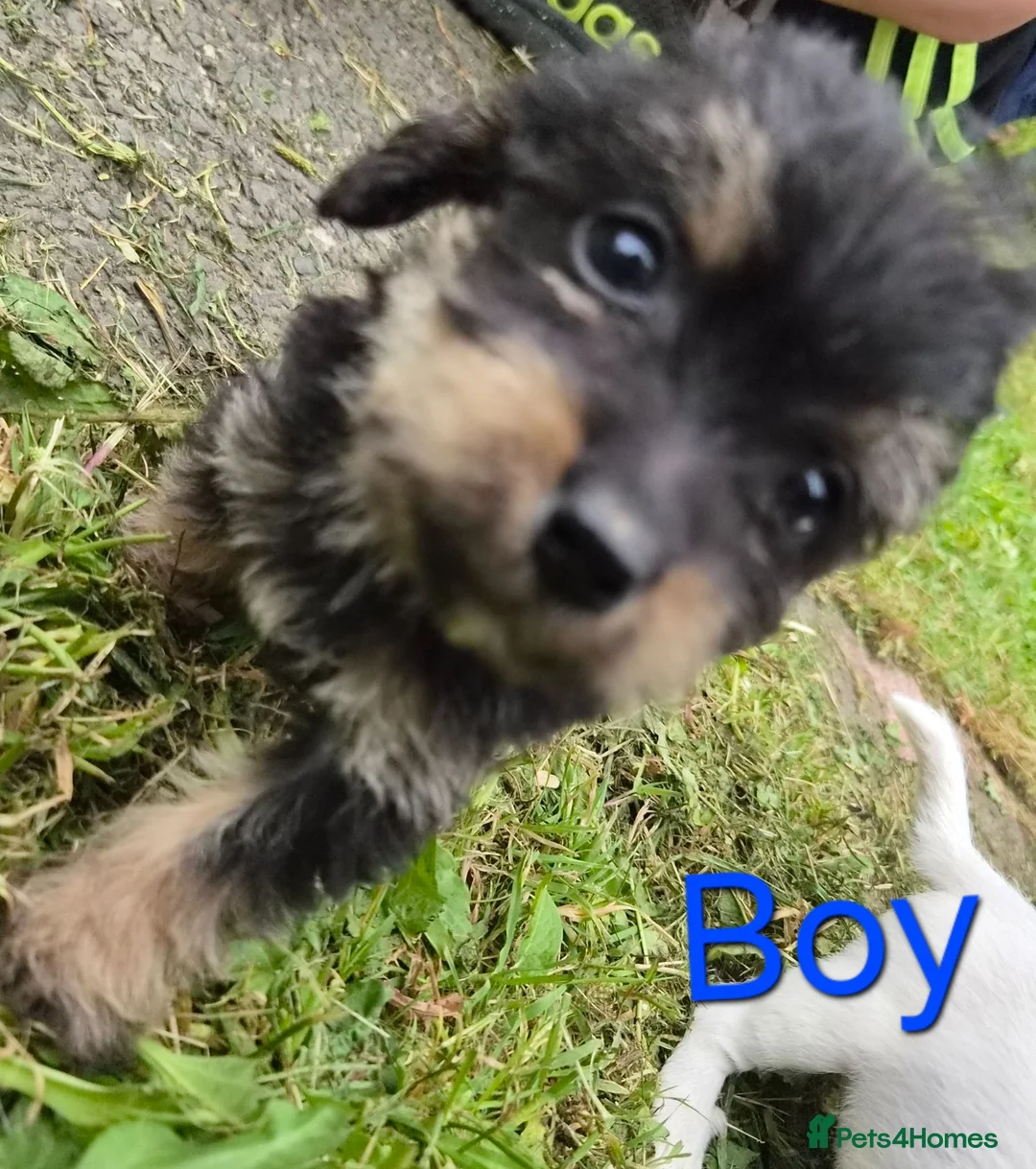 Jackapoo dogs for sale: Jackapoo puppies - Advert 13