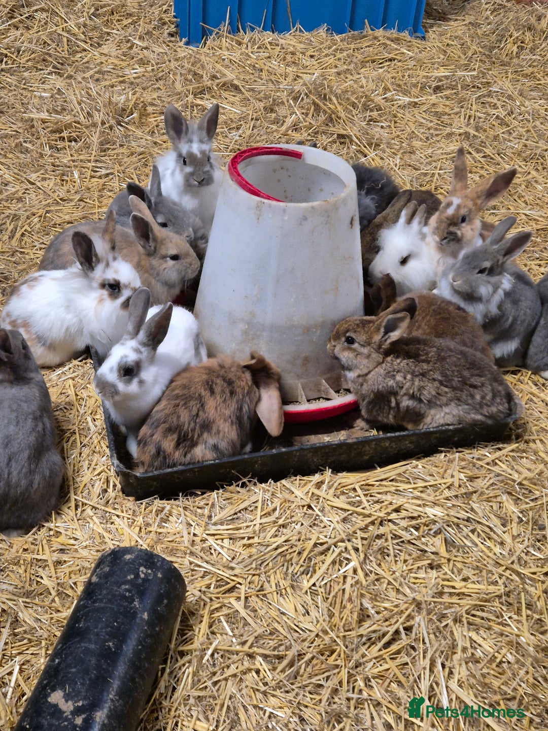 Mini Lop rabbits for sale: Bunnies looking for new homes - Advert 4